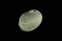 藏品(黑線蜑螺)的圖片